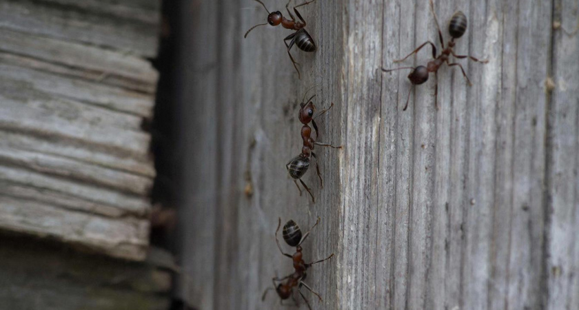 Избавляемся от муравьев: что рассыпать по углам, чтобы они точно ушли навсегда