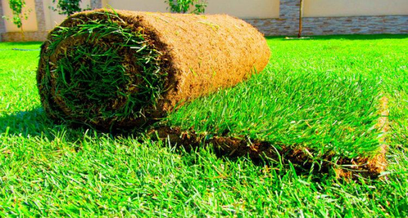 На что обратить внимание при выборе рулонного газона