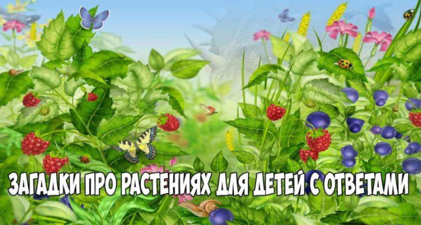 Загадки про растения 🥝 40 самых лучших головоломок на русском