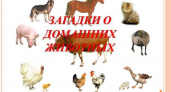 Загадки о домашних животных 🥝 40 самых лучших головоломок на русском