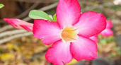 Как ухаживать за адениумом и подружиться с «пустынной розой»
