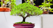 Как ухаживать за бонсай, и за сколько лет можно вырастить дерево «на подносе»