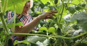 Огурцы «затопят» урожаем: сыплю всего 1 ложку под корень — будут плодоносить до октября
