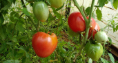 Как мёд: выбираем отличные сорта томатов черри, отличающиеся сладостью — для теплицы, открытого грунта и балкона