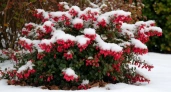 Рубиновый огонь среди белого снега: многолетник, который делает участок ярким, даже когда всё вокруг спит