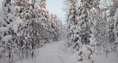 Мужчина и его четырехлетний сын замерзли насмерть в тайге Красноярского края