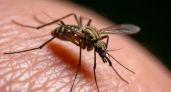 Комары всё чаще заражают паразитами глаза и лёгкие россиян