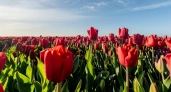 Почему тюльпаны перестают цвести: 5 вещей, которые я делала неправильно 
