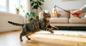 Понимает ли кошка, что мы играем с ней, или она просто охотится на игрушку