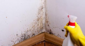 Как убрать плесень со стен в квартире: обзор домашних средств и способов