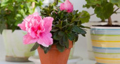 Азалия: уход, капризы, условия для цветения