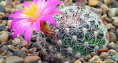 Маммиллярия: как ухаживать за кактусом и создать условия для цветения