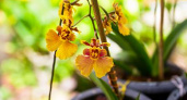 Орхидея онцидиум: почему «танцующая куколка» не для новичков