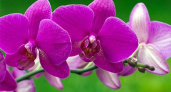 Уход за орхидеей фаленопсис: основные правила и некоторые секреты
