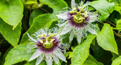 Как ухаживать за пассифлорой, чтобы собрать урожай маракуйи на подоконнике