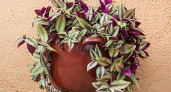 Как ухаживать за цветком «бабьи сплетни» (традесканцией): минимум усилий и максимум красоты