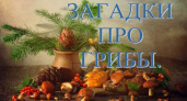 Загадки о грибах 🥝 40 самых лучших головоломок на русском