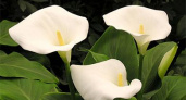 Как ухаживать за зантедескией (каллой), и в чем ее «капризы»