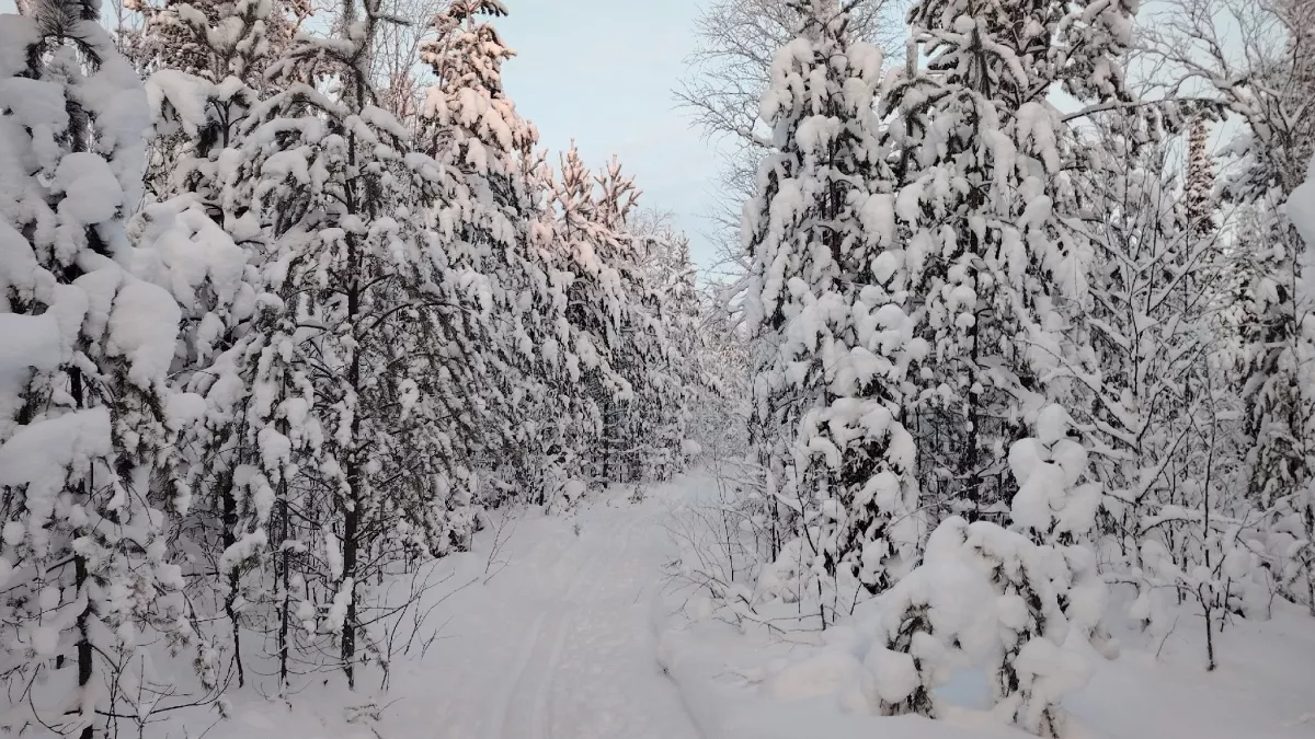 Депутат Алексей Кулеш сделал заявление после сообщения о найденных телах Усольцевых, которые пропали 5 месяцев назад