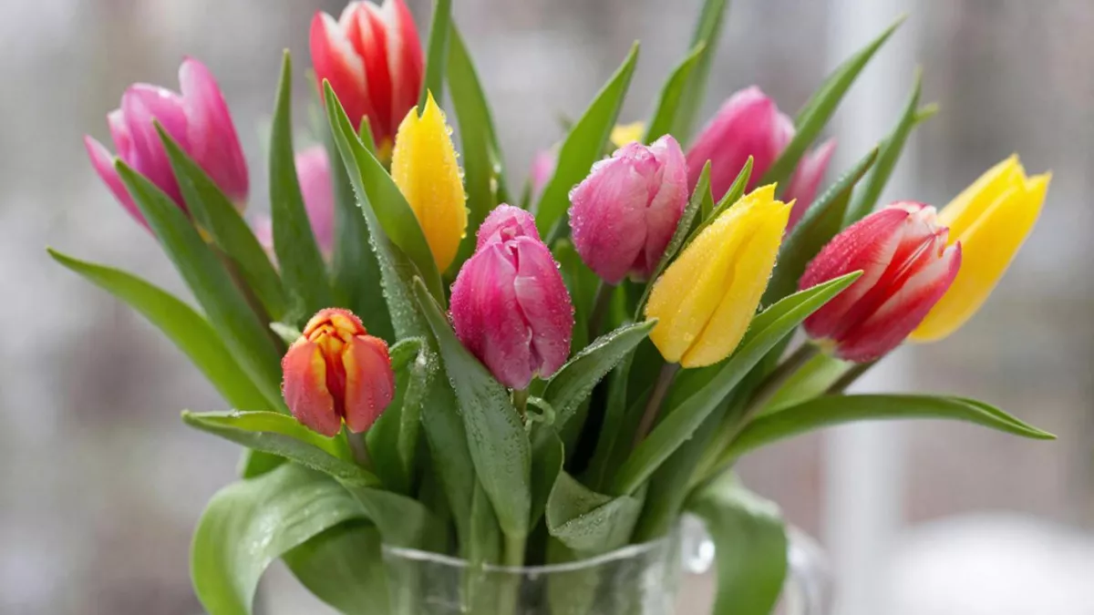 Что же добавить в воду тюльпанам, чтобы они стояли 10 дней.