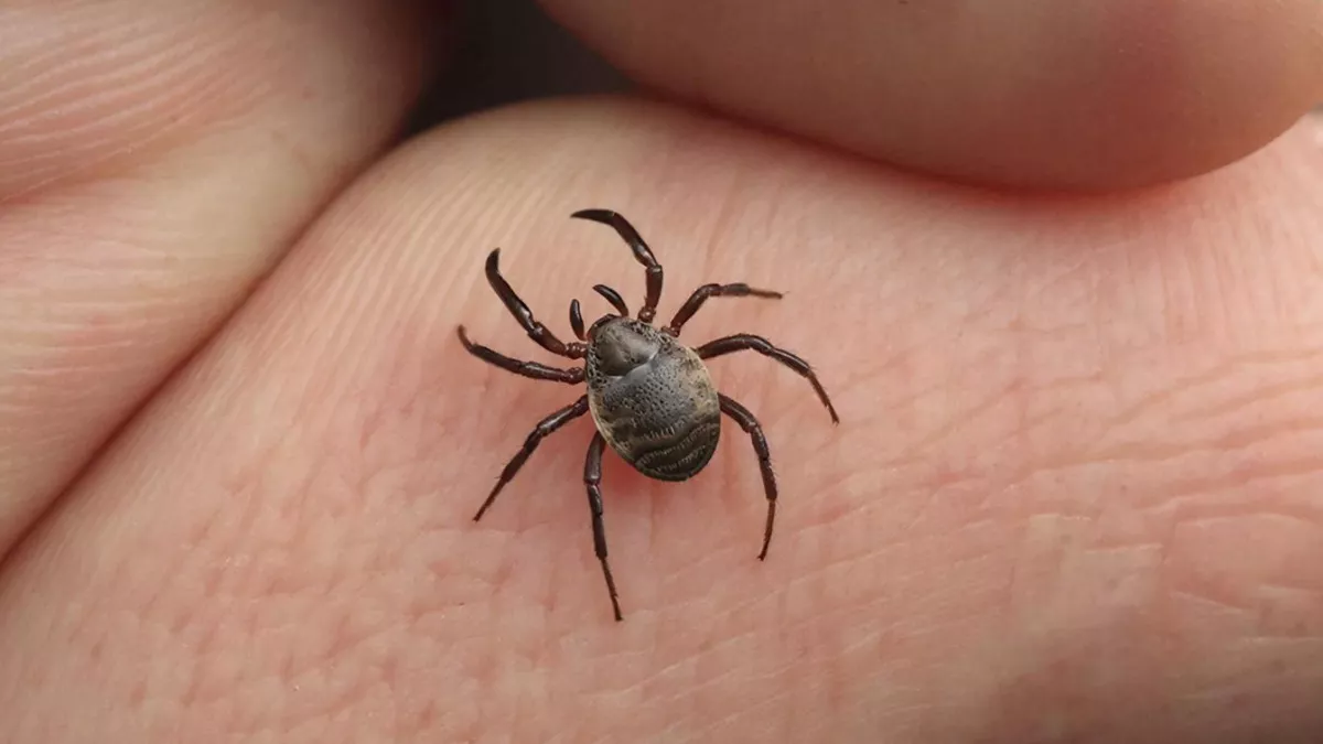 Весной от клещей - самое эффективное: всего 2 капли на одежду защитят от кровососов на весь день, детям тоже можно