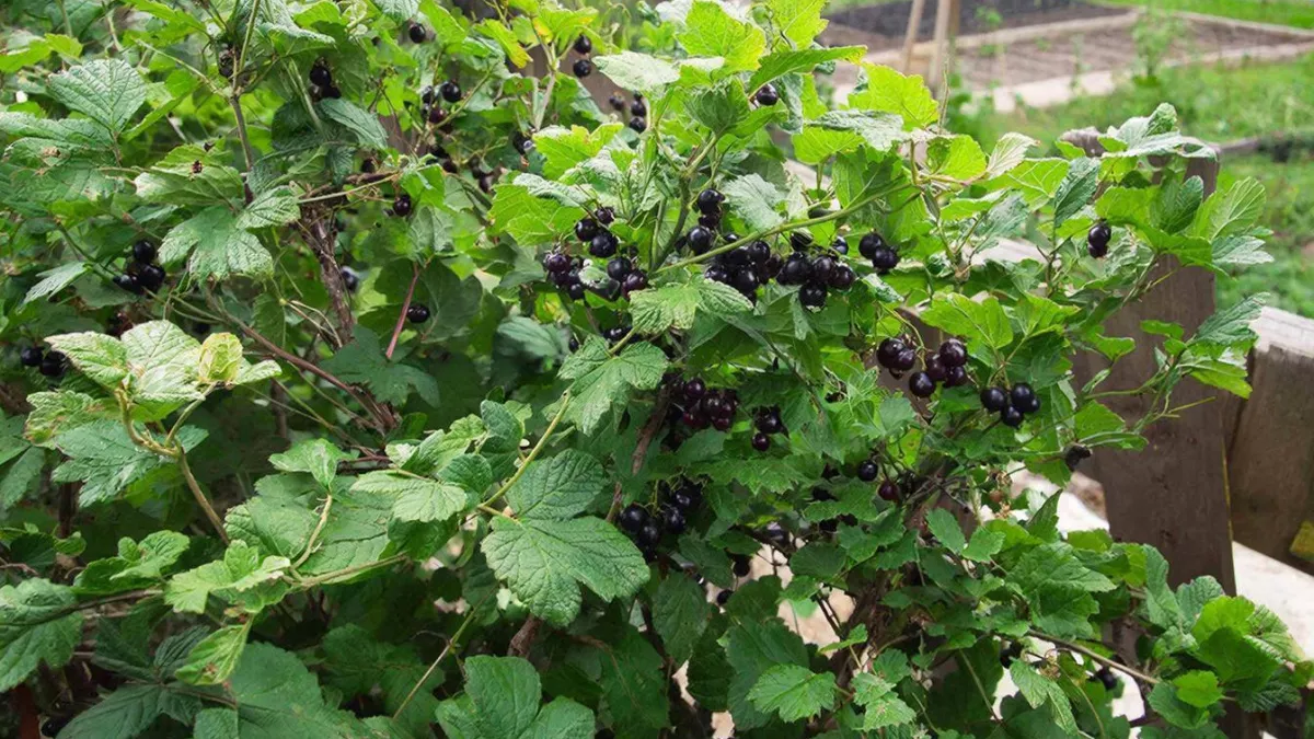 Сыплю под смородину прямо по снегу такой порошок — ягоды вырастают крупные, как черешня, а вредители реально погибают