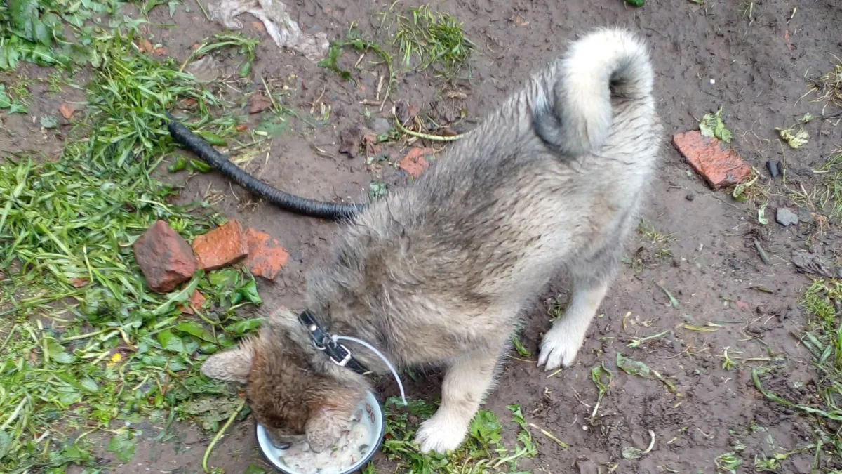 В Свердловской области хаски едва не оскальпировала двух детей