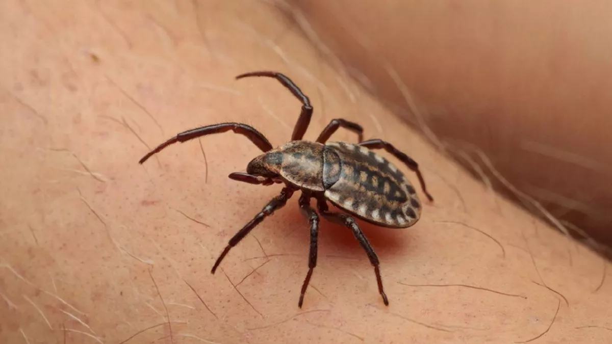 Клещи и тля отменяются! 20 лет использую этот настой, вредители все бегут с дачи как ошпаренные — не нужна никакая химия