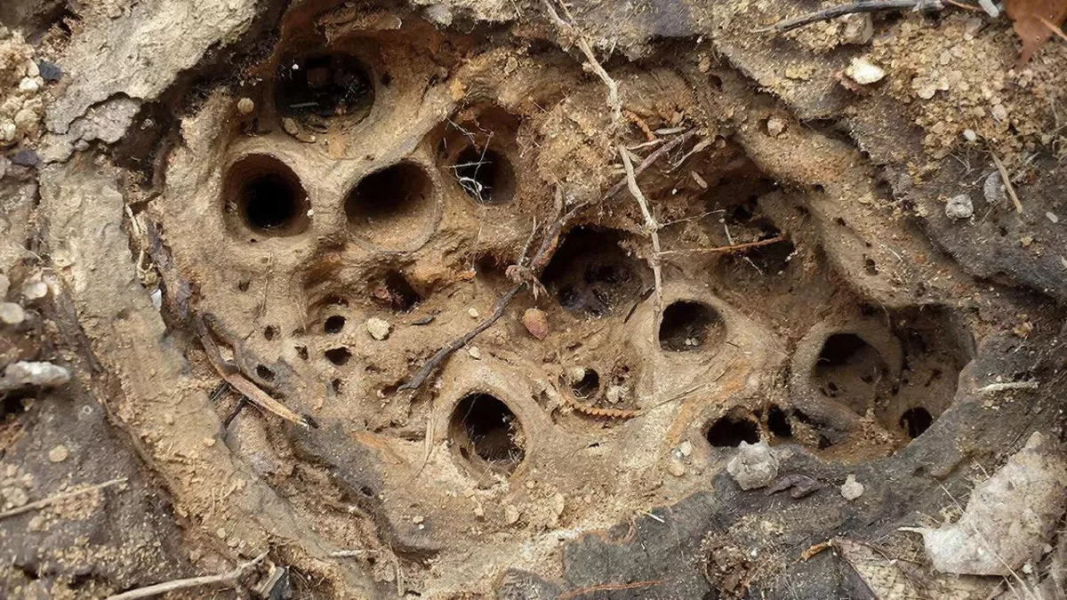 Поливаю гнёзда муравьёв вечером: Утром - ни 1 на участке нет, реально извела так всю колонию