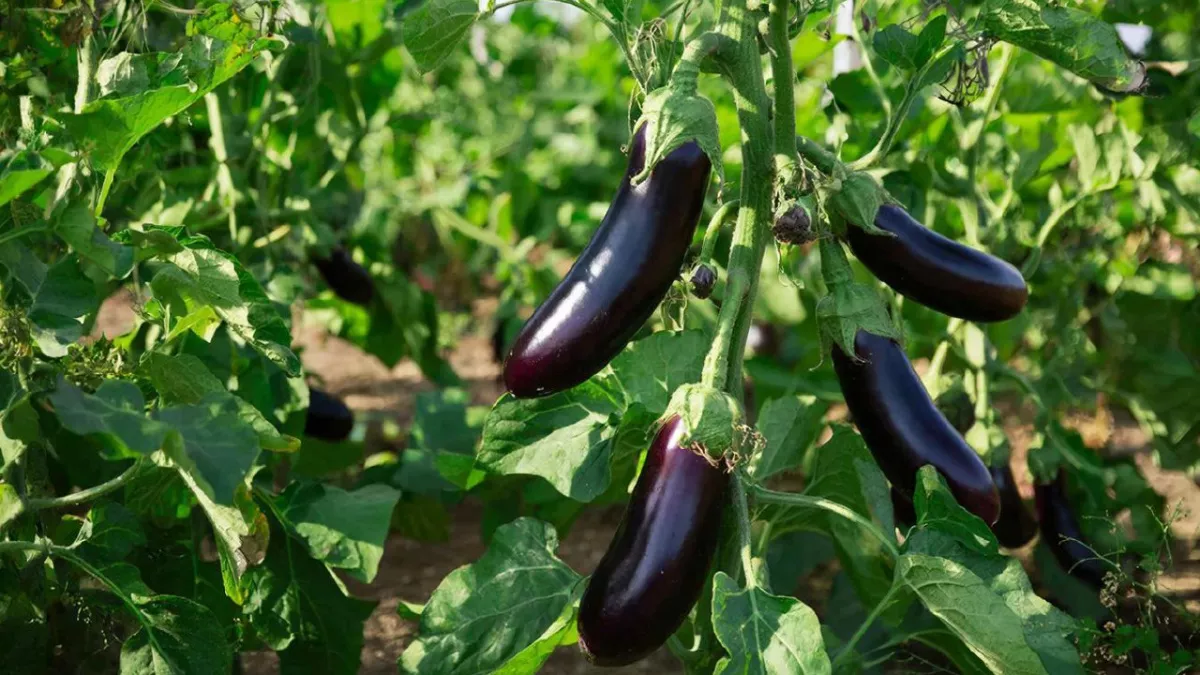 Баклажаны без хлопот: топ-5 надежных сортов — мясистая вкусная мякоть, точно не боятся холода и плодоносят как заводные