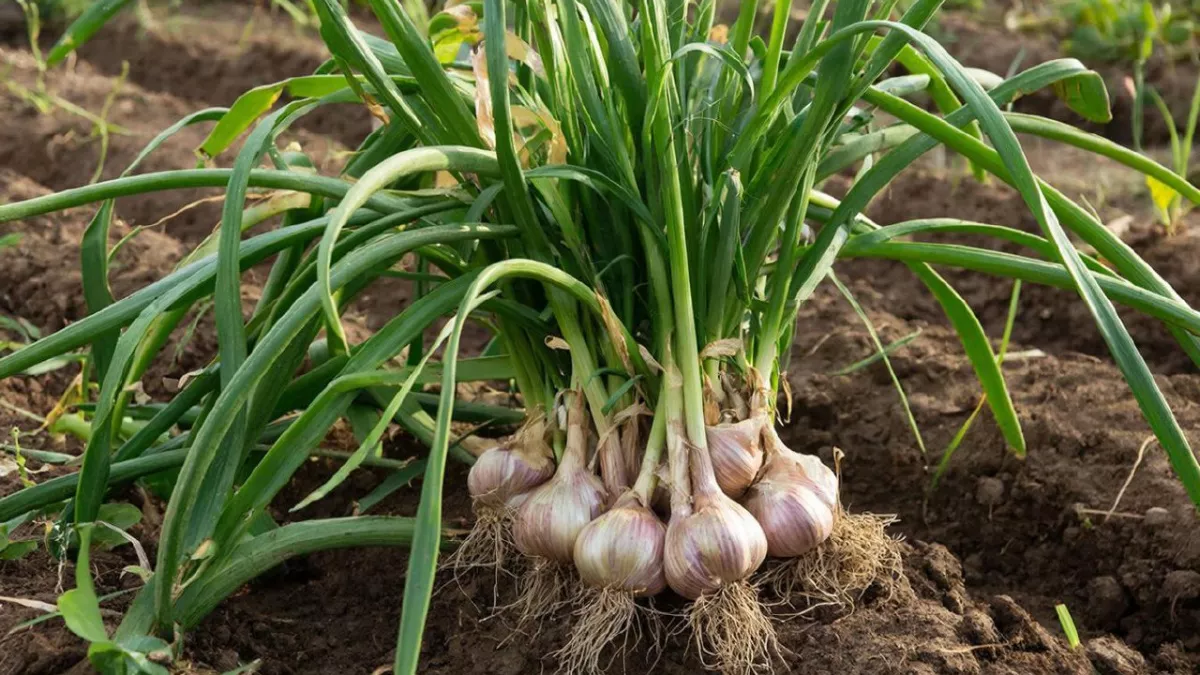 Разведите 2 ложки в ведре воды - чеснок будет реально с кулак: мартовская подкормка