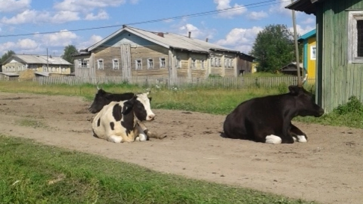 В Новосибирской области ввели режим чрезвычайной ситуации из-за бешенства и пастереллеза