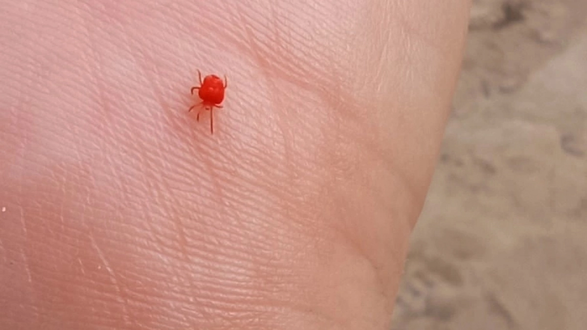 Биолог Дмитрий Сафонов призвал россиян готовиться к аномальному нашествию паразитов