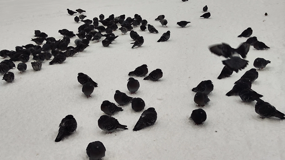 Юрист Ольга Ошкина предупредила о штрафах до 3 тысяч рублей за кормление голубей у дома