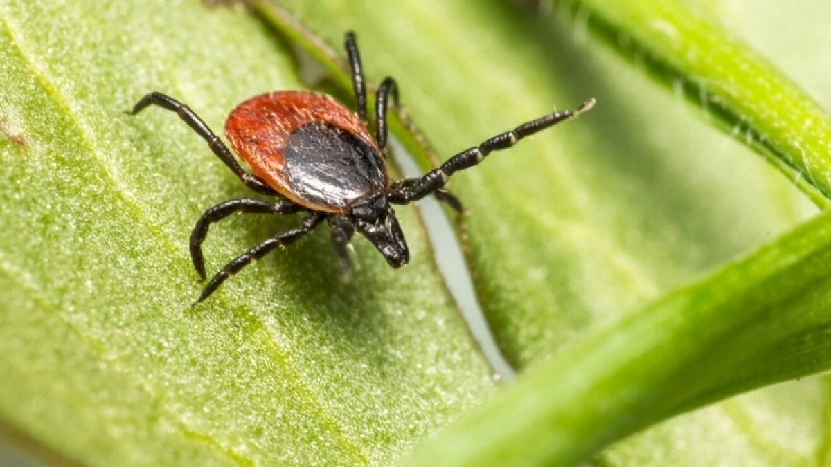 Эксперт Роспотребнадзора Елена Бабура рассказала, можно ли почувствовать укус клеща