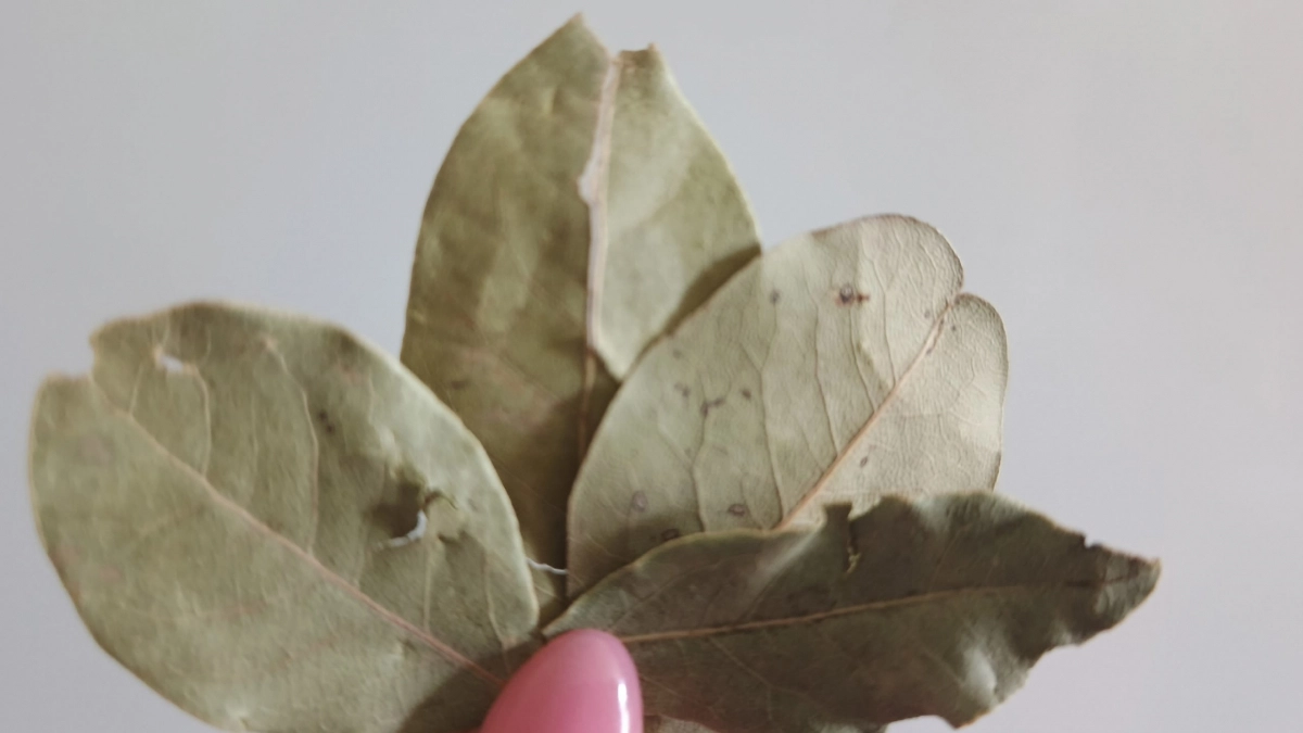 Кладу 2-3 лавровых листа под подушку: лайфхак, который заметил каждый домочадец — делюсь результатом