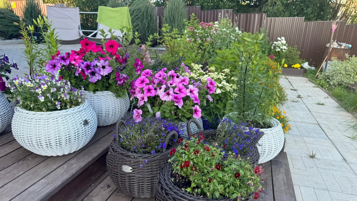 Какие однолетние цветы выбрать для клумбы в саду: подборка на все сезоны