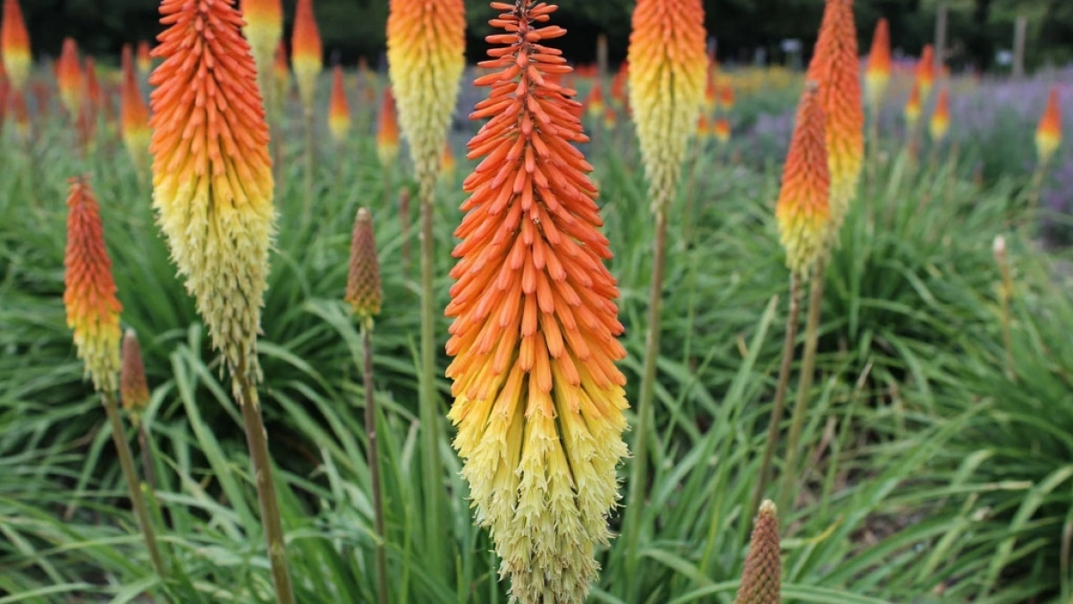 Вербена и хосты отдыхают: этот многолетник затмит любую клумбу — цветет факелами с июня до снега