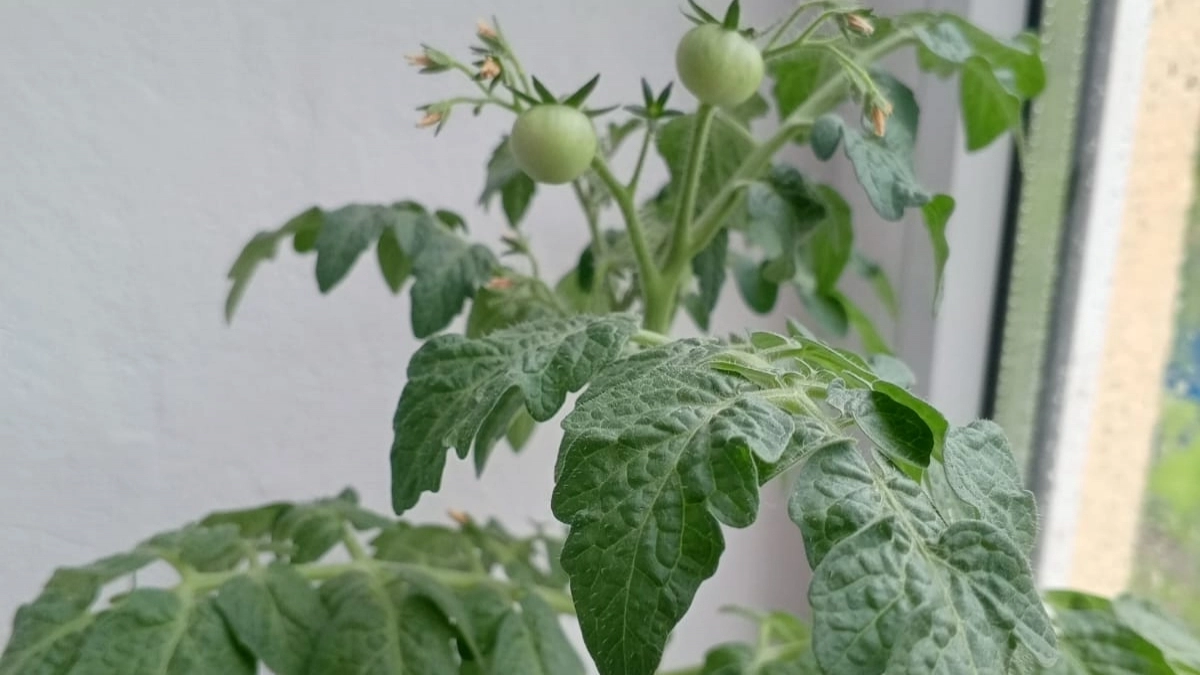 Трачу всего 10 руб. - и томаты крепчают на глазах: 1 таб. на стакан воды для "скорой помощи" вашей рассаде 