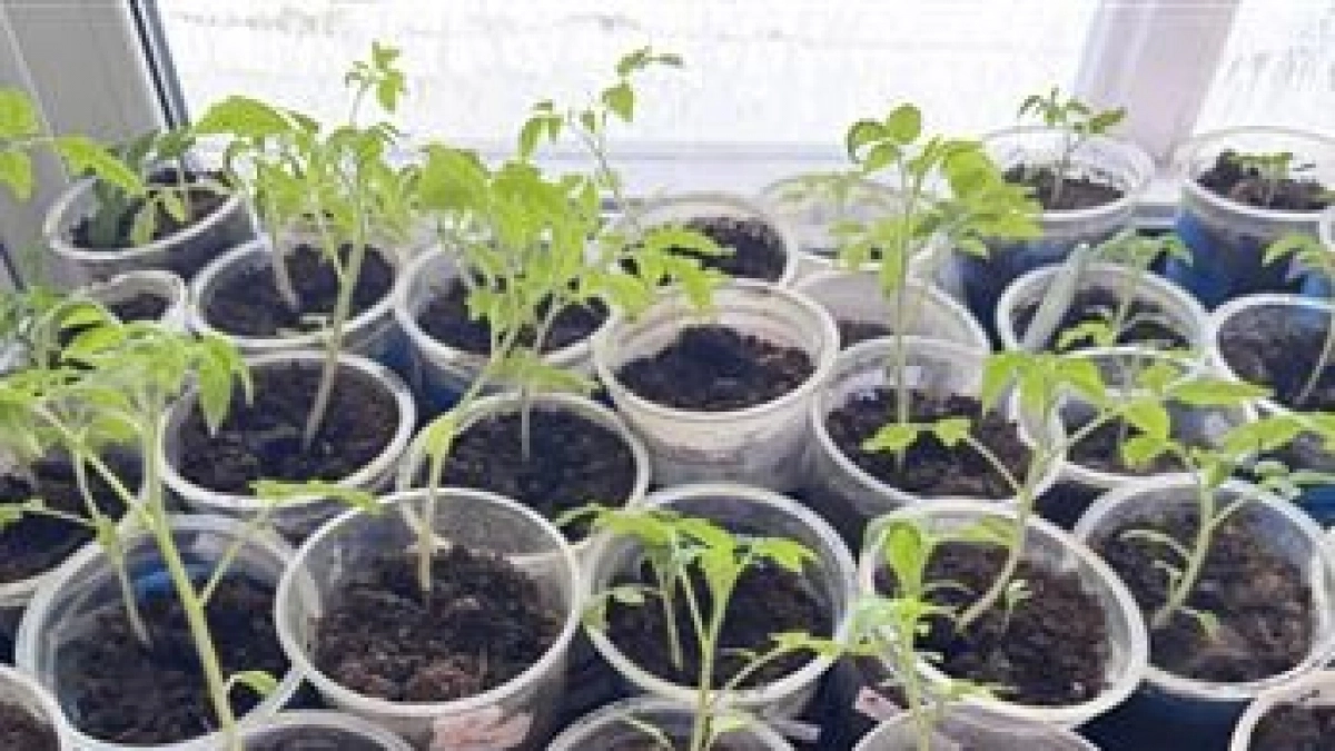 Как не загубить рассаду томатов на ранней стадии: правильный способ полива и подкормки