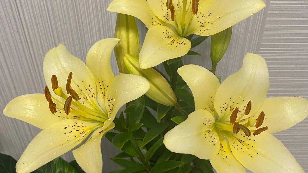 Мошенники придумали новую схему обмана с денежным подарком в букете цветов