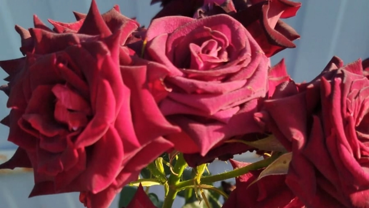 Розы проснулись, вот что с ними нужно сделать в апреле: будут пышно цвести шапками все лето без остановки