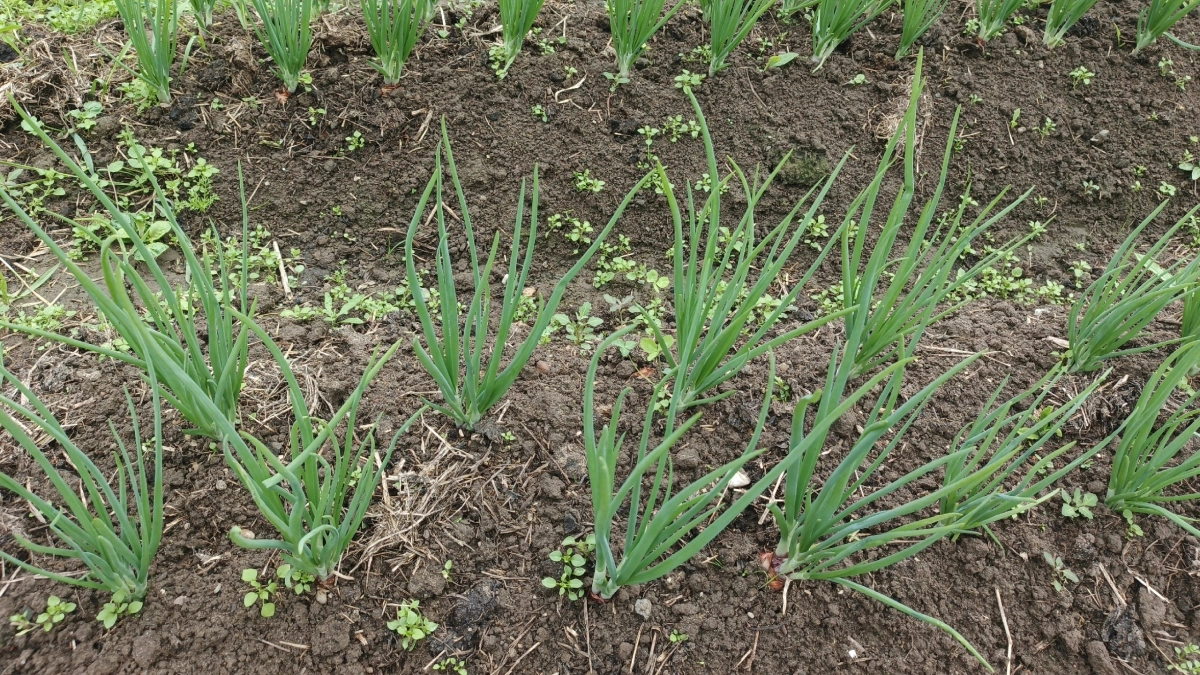 Пролила грядку весной — луковой мухи не видела целый сезон: ни одного пера не пожелтело