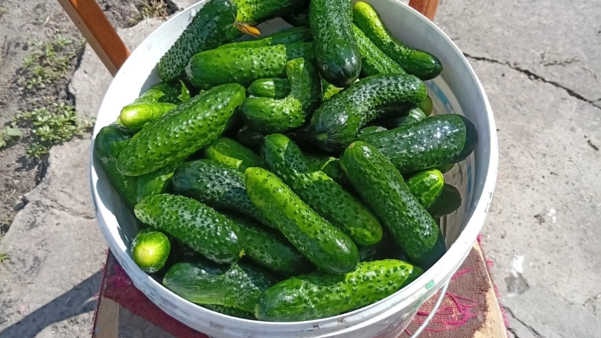 Огурцы-монстры для 2026 года — плодоносят даже в холода: соседи будут просить семена, а вы — покупать новые ведра 