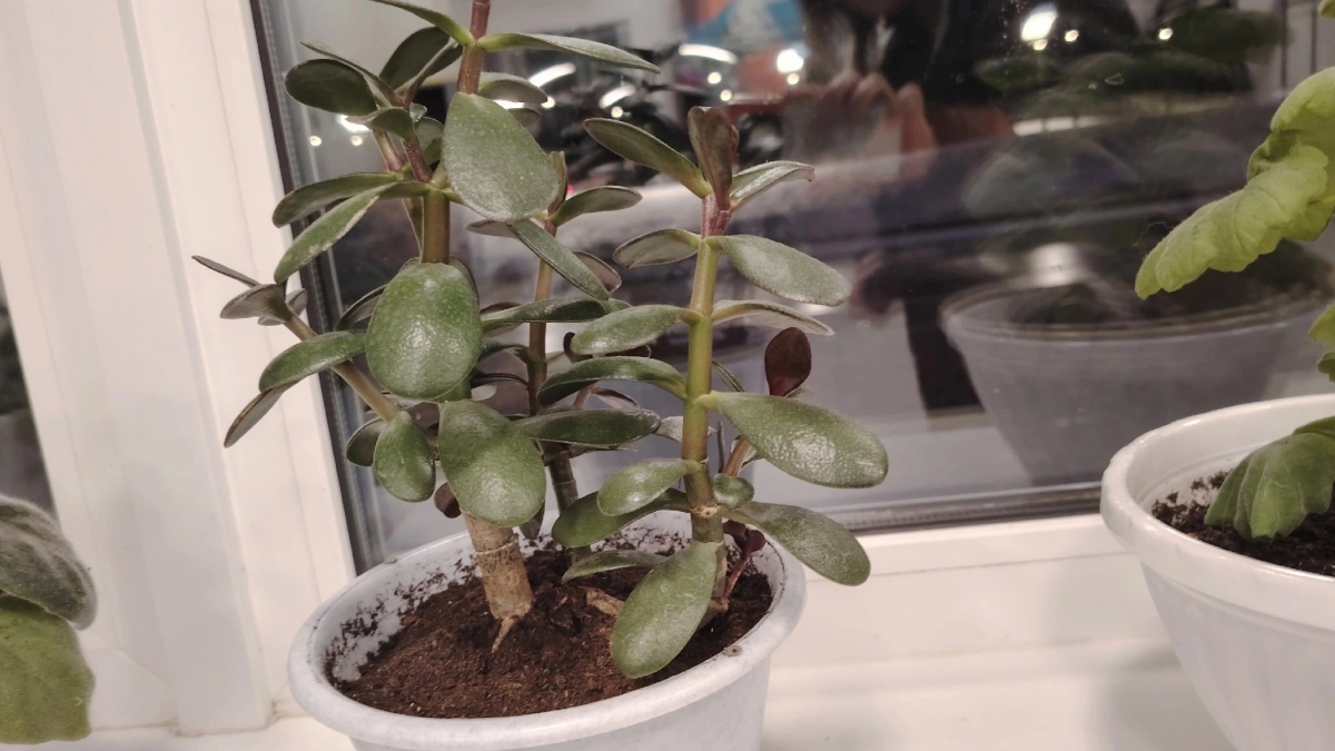 Для насыщения листочков толстянке — необходимо: 1 стакан в горшок — и суккулент мясистый и "жирненький" 