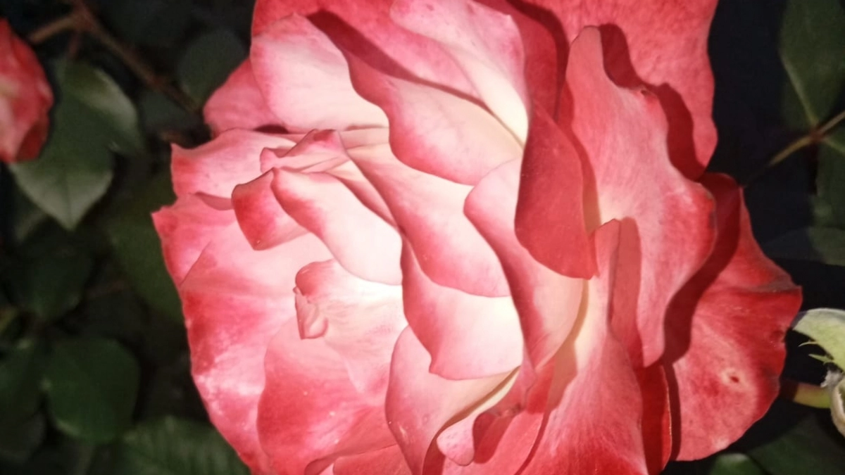 Одно дело в апреле — и дохлые после долгой зимы розы воскресли: рабочая схема реабилитации 