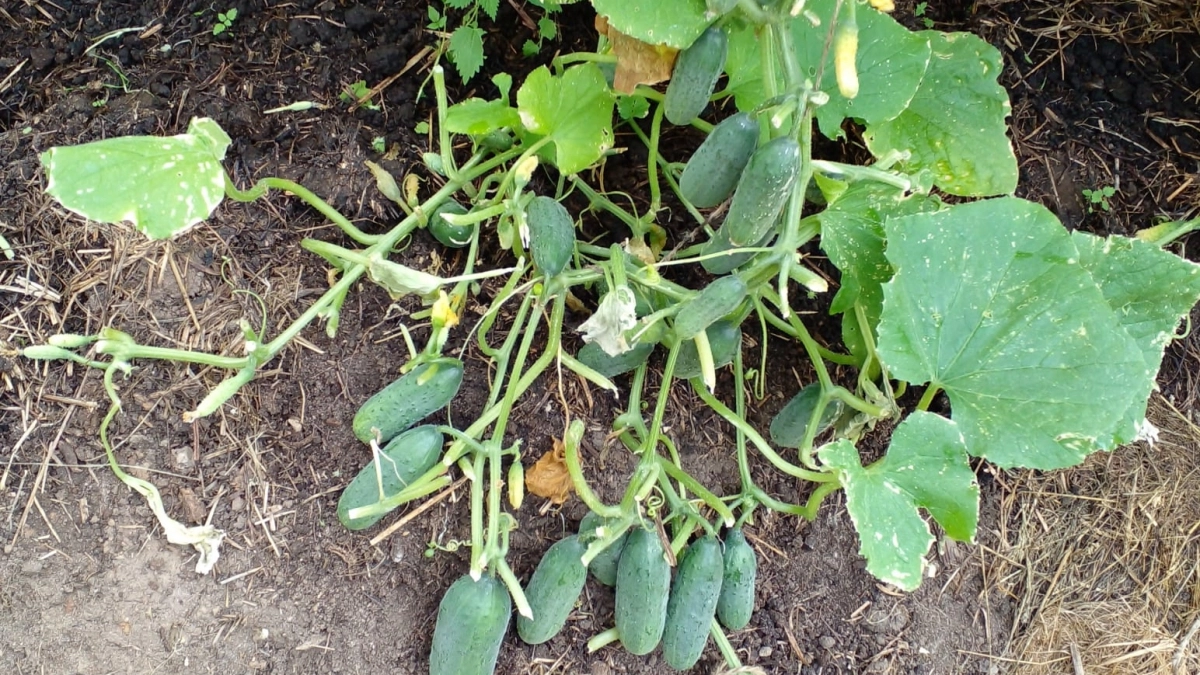 Огурцы плодоносят без остановки: мой секрет органической подкормки, который работает на все 100%