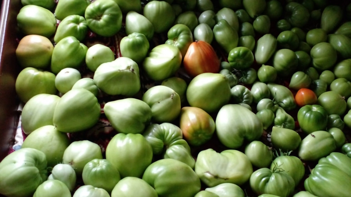 Томаты попёрли за 7 дней! Стебли толще пальца, а я просто добавил в подкормку то, что все выбрасывают в мусорку