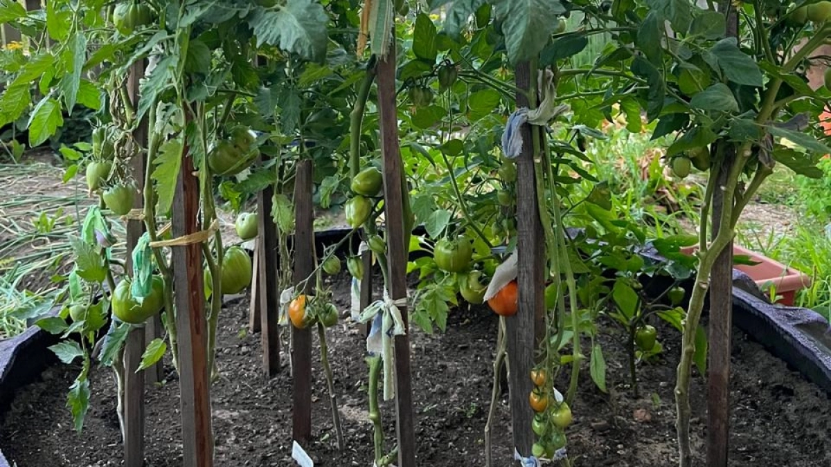 Соседка научила меня поливать помидоры йодом. Теперь завязи появляются даже в 35-градусную жару