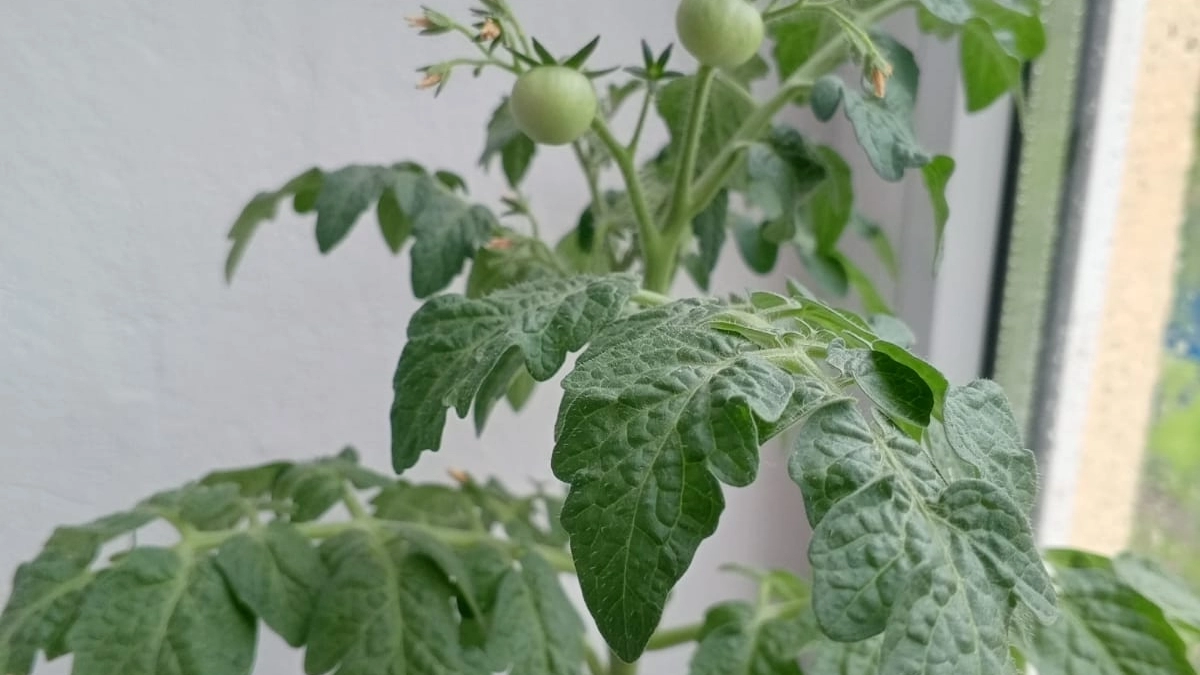 1 ложка на ведро – и томаты не жируют, а формируют новые завязи, цветов много – как звезд на небе